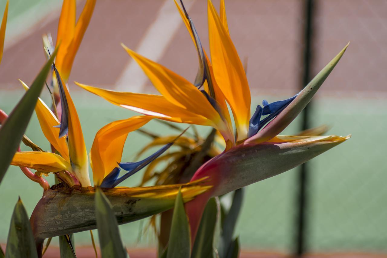 קויירה Apartamentos Florazar II Ajhory מראה חיצוני תמונה
